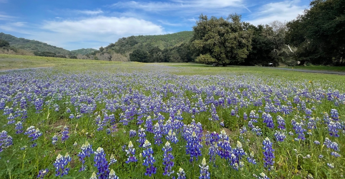 Best Wildflower Viewing in the South Bay